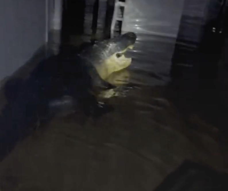 TikTok video of alligator in someone's home 